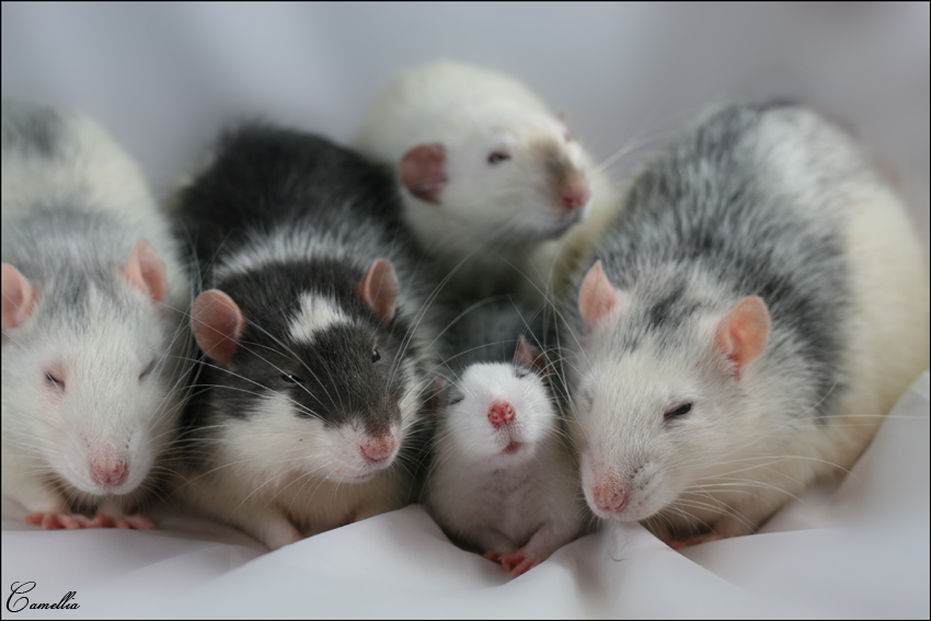 Mes rats. [New = 19/01/10] IMG_0076 p